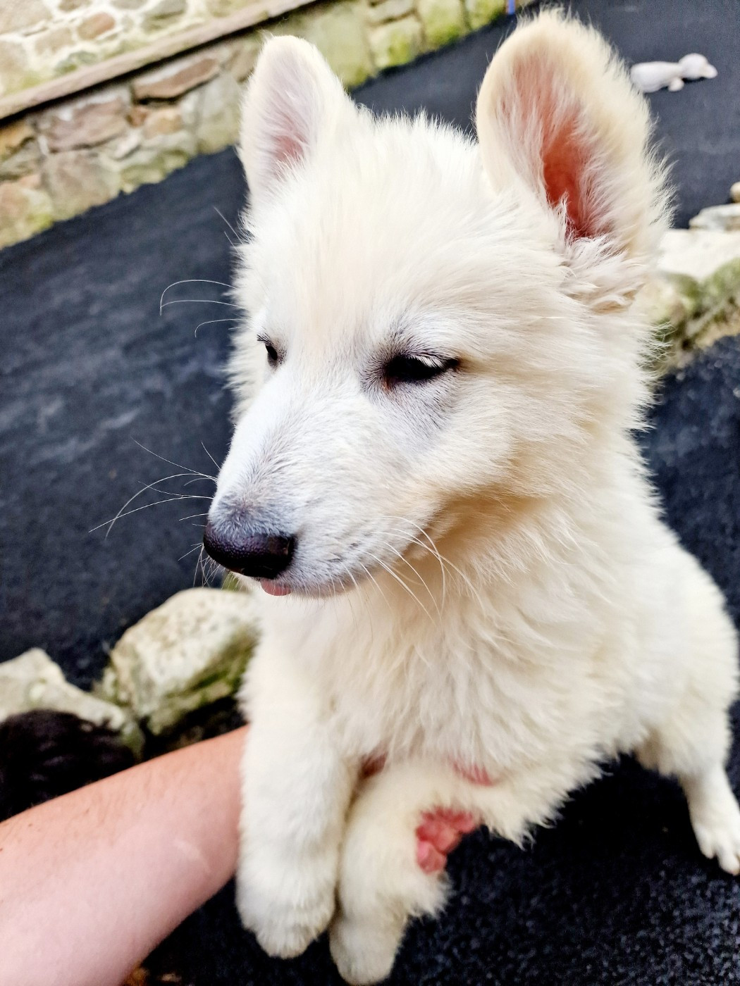 Des Ty Toutous Celtique - Chiots disponibles - Berger Blanc Suisse