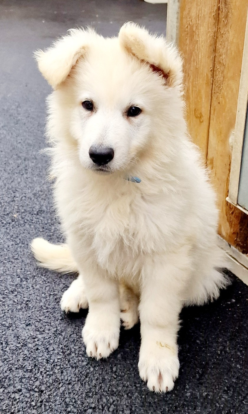 Des Ty Toutous Celtique - Chiots disponibles - Berger Blanc Suisse