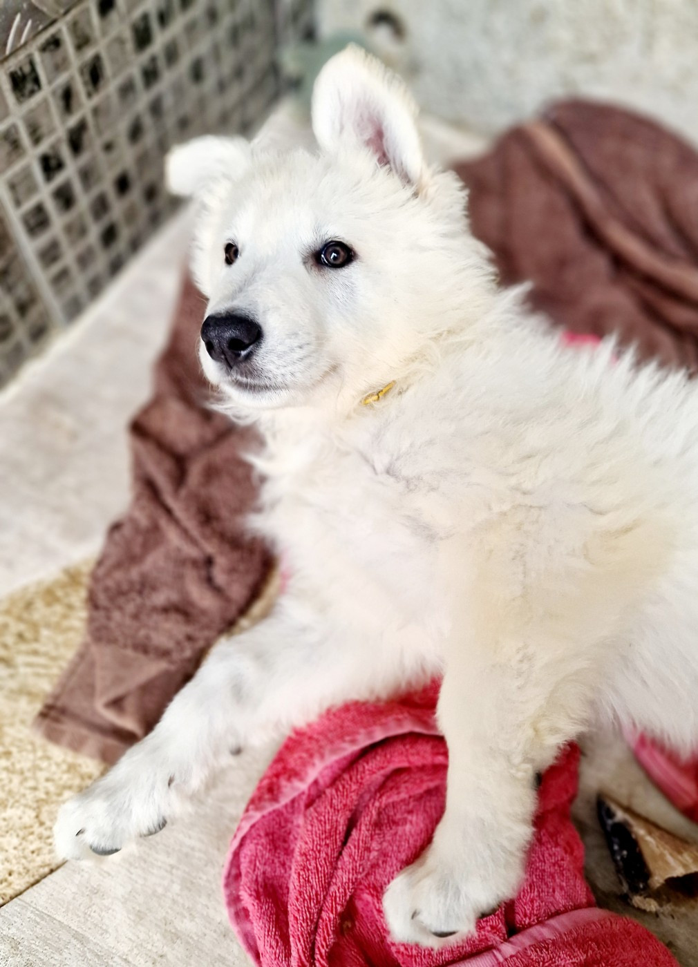 Des Ty Toutous Celtique - Chiots disponibles - Berger Blanc Suisse