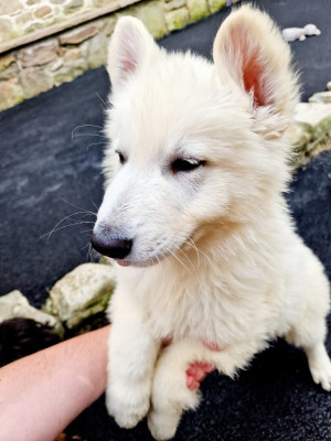 Billy